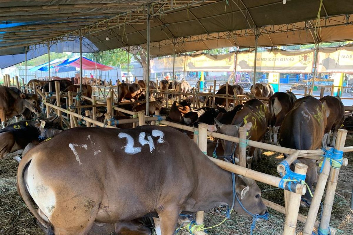 Pimpinan Daerah (PD) Muhammadiyah kota Makassar turut menyembelih hewan qurban pada pelaksanaan Iduladha 1445 H.