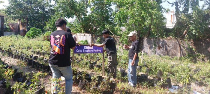 Pengurus Pengda PJI Sulsel memanen cabai Bhaskara di Kebun Organik PJI Sulsel, Jalan Perintis Kemerdekaan, Makassar, Minggu (6/10/2024).