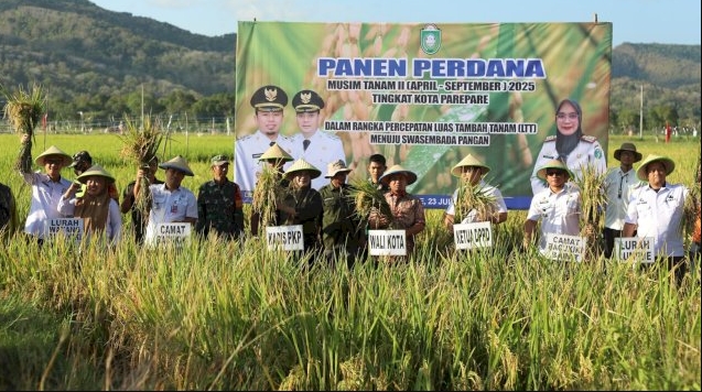 Wali Kota Parepare, Tasming Hamid, memimpin langsung panen perdana penangkaran benih padi musim tanam tahun 2025 di areal persawahan seluas lebih dari 2 hektar di Abbanuangnge, Kelurahan Wattang Bacukiki, Selasa, 23 Juli 2025.